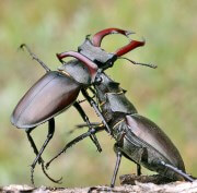 Турнир &laquo;Битва жуков&raquo;. Кто станет новым чемпионом? 